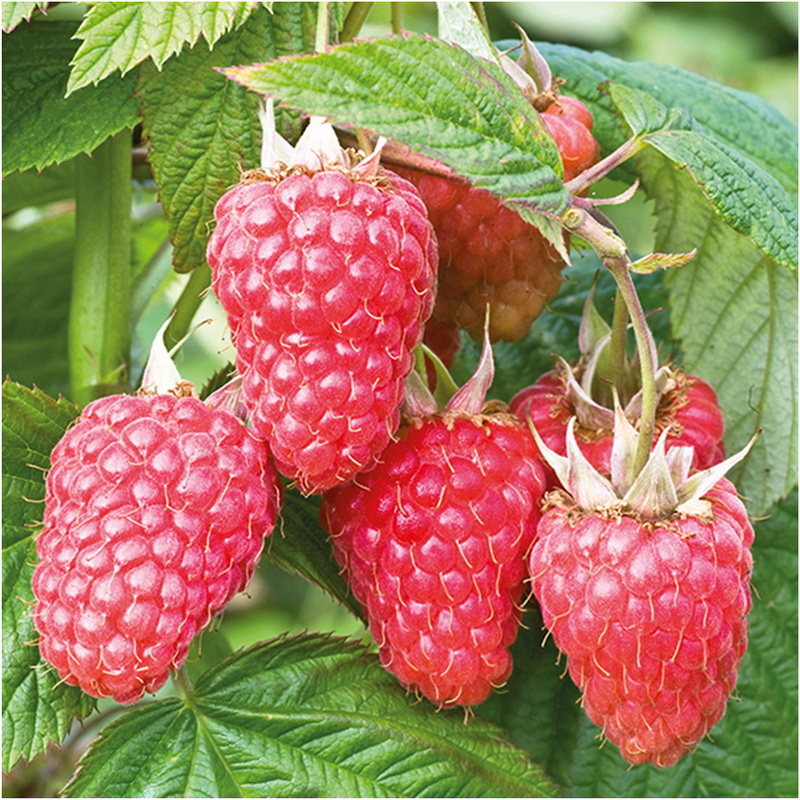 Малина садовая Атлант